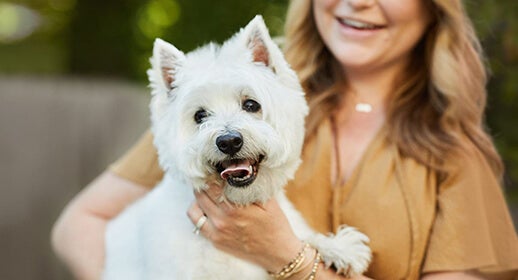How to groom your dog at home image