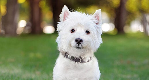 5 Dog training tips to help your pooch understand you image