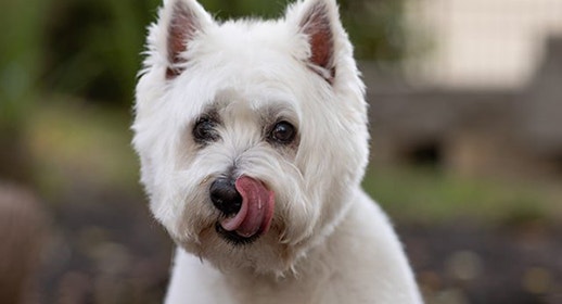 Human foods dogs can’t eat image
