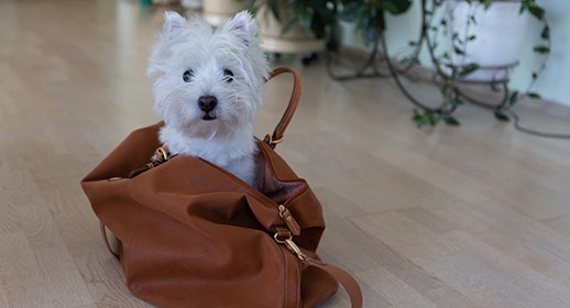 Is Your Dog Ready for the Office image