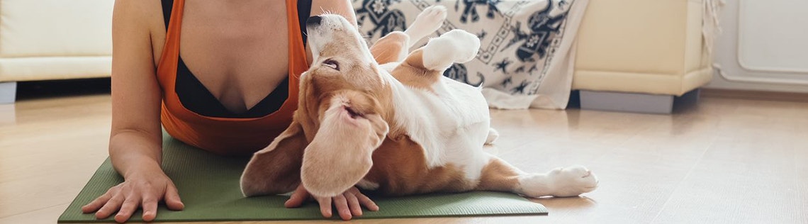 The mental health benefits of owning a dog