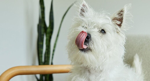 What to do if your dog is a picky eater image