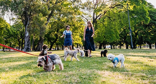 How to Create a Dog-Friendly Office image