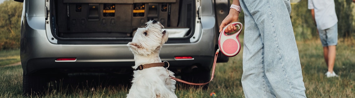 A girl feeds a small white Westie dog a treat, while her siblings play in the background and her mother watches on from a nearby picnic blanket.