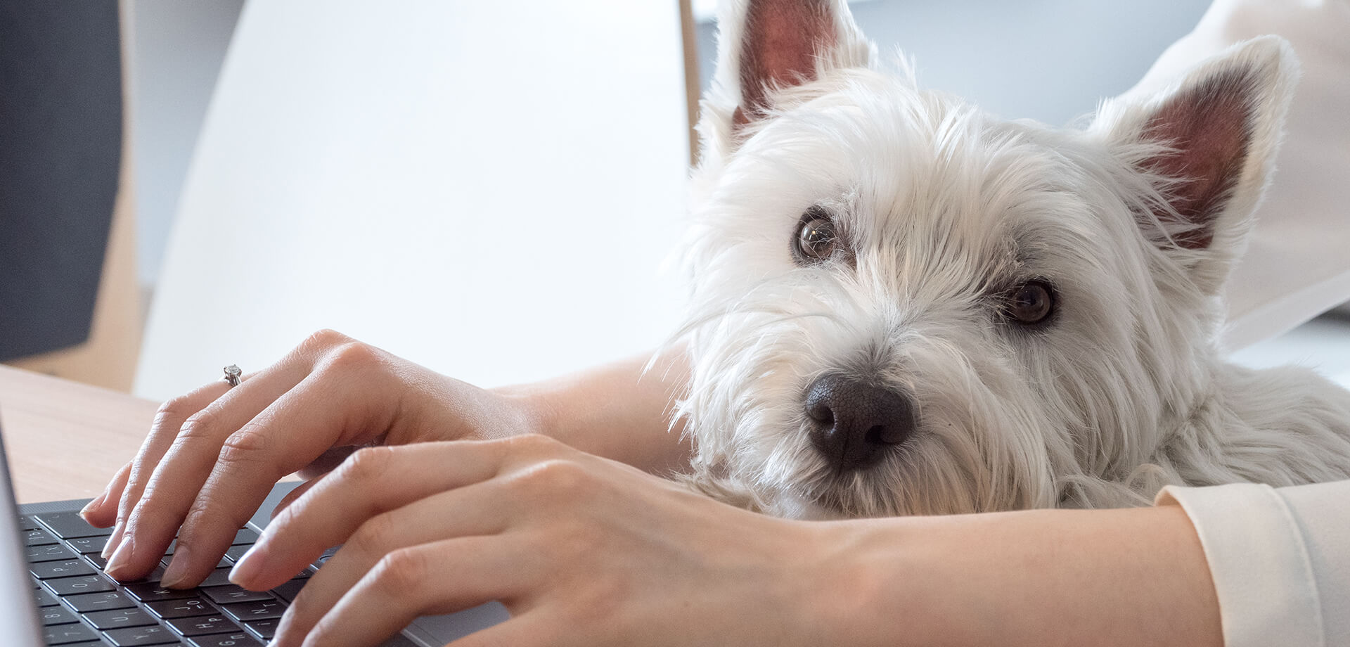 Dog-friendly OFFICES
