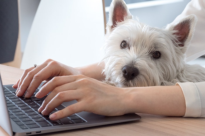 Dog-friendly OFFICES