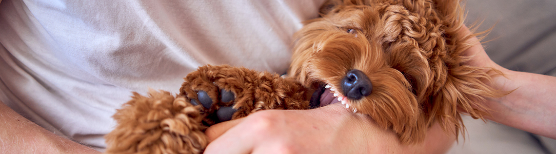 Cockapoo puppy biting owners hand in their lap.