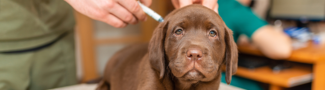 Labrador puppy dog getting a vaccine at the vet.