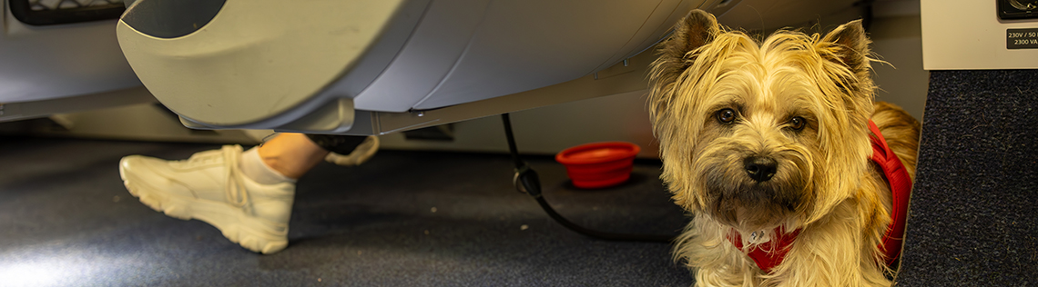 Small dog in a red harness lying under a train seat.