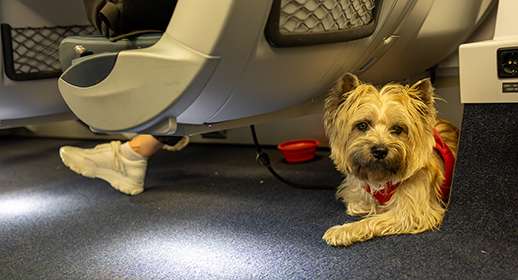 Small dog in a red harness lying under a train seat. image