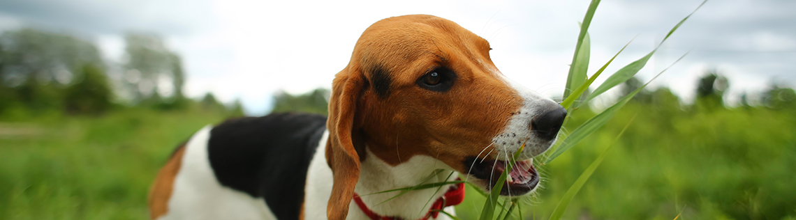 A small old Estonian hound puppy eating grass in a field