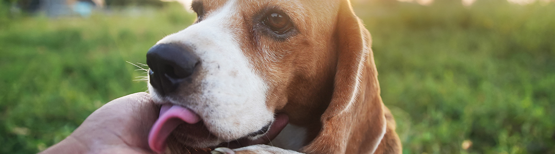 Beagle licking a person’s hand in a grassy field.