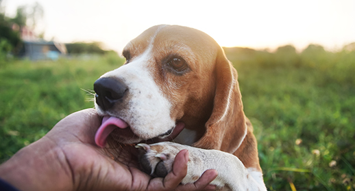 Beagle licking a person’s hand in a grassy field. image