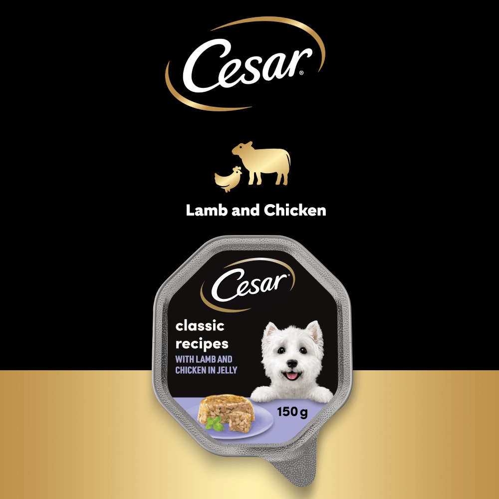 CESAR® Classics Terrine Dog Food Tray Lamb & Chicken in Jelly 150g - 5