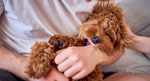 Cockapoo puppy biting owners hand in their lap.