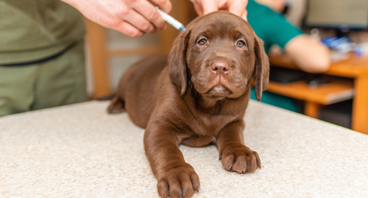 Labrador puppy dog getting a vaccine at the vet.