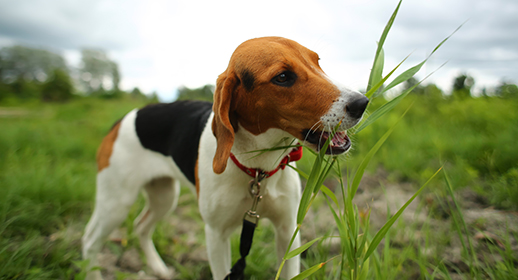 A small old Estonian hound puppy eating grass in a field